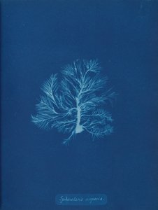Sphacelaria scoparia, ca. 1853. av Anna Atkins