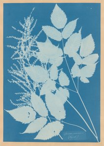 Spiraea aruncus (Tyrolen)