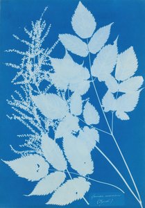 Spiraea arcus Tyrolen, 1851-54.