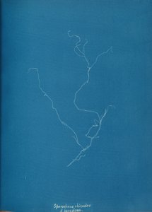 Sporochnius rhizodes ß paracloxa, ca. 1853. av Anna Atkins