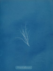 Striaria försvagad, ca. 1853. av Anna Atkins