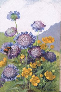 Smörblommor; Blåklint och bi, vykort, 1940-tal