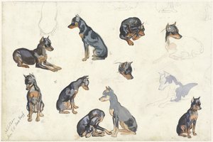 Studier av en hund av Anna Maria Kruijff