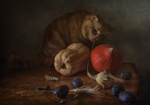 Curious Cat Harvest