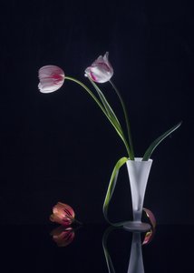  av Anna Qu