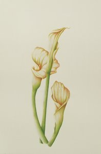 Arum Lily, 2001 (wc på papper) av Annabel Barrett