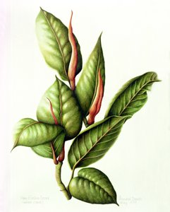 Rubber Plant, 1999 (wc på papper) av Annabel Barrett