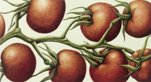 Tomato Vine, 1999 (wc på papper) av Annabel Barrett