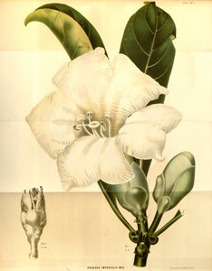 Fagraea imperialis av Annales Musei botanici lugduno batavi