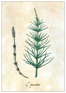 Equisetum, 2015 (gouache)