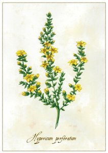 Hypericum perforatum, 2015 (gouache)