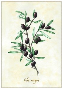 Olea europea, 2015 (gouache) av Annalisa Morrocco