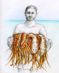 Havskräfta, 2019 (blyerts  färgpenna)