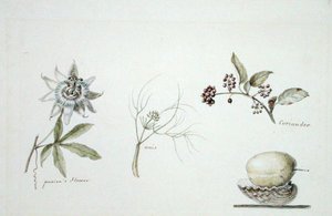 Passionsblomma, anis och koriander