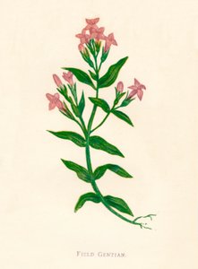 Fältgentian, c1891, 1891