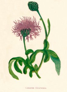 Större napweed, c1891, 1891