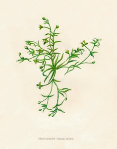 Procumbent Pearl-Wort, c1891, 1891 av Anne Pratt