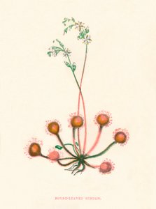 Rundbladig soldagg, c1891, 1891