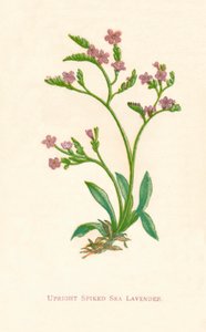 Upright Spiked Sea Lavender, c1891, 1891 av Anne Pratt