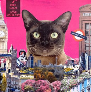 Urban katt, 2015