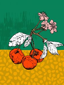 Körsbärsblommor av Annick