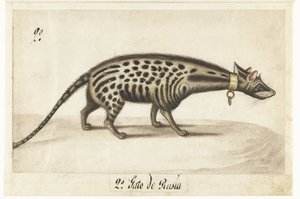 Albumblad med en civet Civet Cat av Anonymous