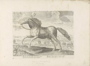Arabisk paard Ta med (titel på objekt) Paardenrassen uit de Koninklijke stallen van Don Juan van Oostenrijk (serietitel) Hästen, där alla typer av adelsmän: beteendet hos hästar som skiljer sig från olika delar av världen utvalda (...) (serietitel på objek av Anonymous
