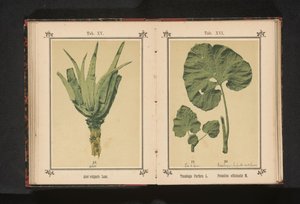 Blad av en hästhov och ett blad av en snäcka Tussilago Farfara L. Petasites officinalis M. (titel på objektet) av Anonymous