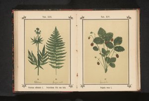 Bosaardbei Fragaria vesca L. (titel på objekt) av Anonymous