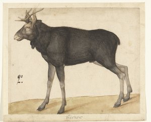 Eland Ciervo (titel på objekt) Lombard album (serietitel) av Anonymous