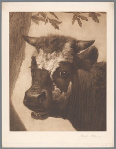 Fotoreproduktion av detaljer från målningen The Bull av Paulus Potter, coll. Mauritshuis 1902 - 15. / Konigl. Museum i Haag (serietitel) av Anonymous