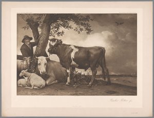 Fotoreproduktion av målningen Tjuren av Paulus Potter, koll. Mauritshuis 1904 - Nej. 54. / Konigl. Museum i Haag (serietitel) av Anonymous