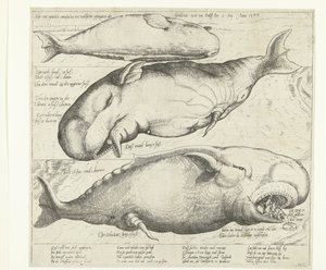 Strandad val i Antwerpen, 1577 Ware ung eigentliche contrafactur eines wallfisches gefangen in der scheldt nitt weit von Antorff Am 2 Julij. Anno 1577 (titel på objekt) av Anonymous