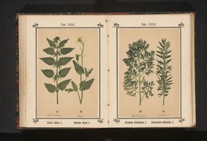 Brännässla och raps Urtica dioica L. Brassica Napus L. (titel på objekt) av Anonymous