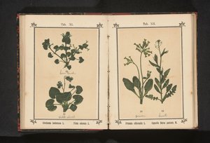 Gyllene primula och en herdeväska Primula officinalis L. Capsella Bursa pastoris M. (titel på objekt) av Anonymous