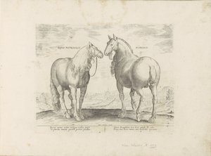 Hengst en merrie uit Rom Roman Matronal Horse (titel på objekt) Paardenrassen uit de Koninklijke stallen van Don Juan van Oostenrijk (serietitel) Hästen, där alla typer av adelsmän: beteendet hos hästar utvalda från olika delar av världen särskiljs ( av Anonymous