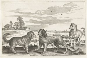 Hundar Fyrbenta djur (serietitel) Animalivm Qvaddrvpedvm (serietitel) av Anonymous