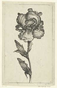 Iris Versheyde nya tulpaner och andra blommor (serietitel) av Anonymous