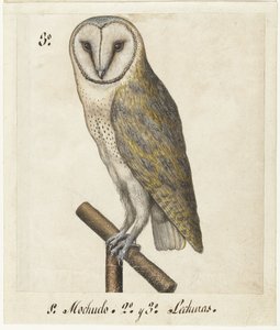 Kerkuil Lechuzas (titel på objekt) Lombard album (serietitel) av Anonymous