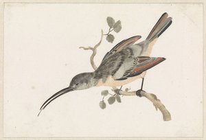 Kolibri på en gren till vänster av Anonymous