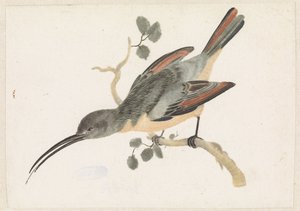 Kolibri på en gren till vänster av Anonymous
