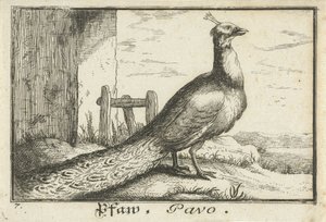 Landskap med påfågel Pfaw, Pavo (titel på objekt) av Anonymous