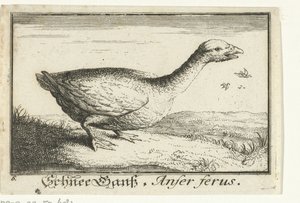 Landskap med vild gås Schnee Gans, Anfer ferus. (titel på objekt) av Anonymous