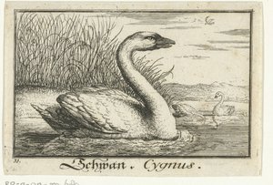 Landskap med svan Schwan, Cygnus. (titel på objekt) av Anonymous