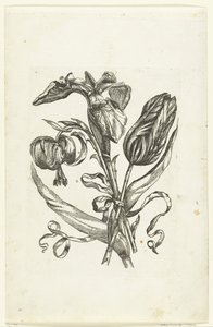 Lelie, iris och tulpan Nya blomikoner (serietitel) av Anonymous