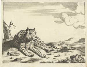 Liggande leopard, sedd framifrån, benen till höger av Anonymous