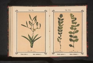 Mistel och hundraårig aloe Viscum album L. Agave americana L. (titel på objekt) av Anonymous