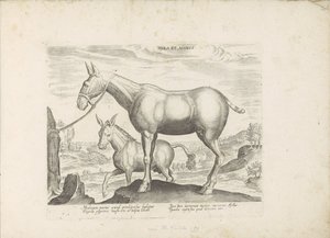 Mulezel och ezel Mule and Donkey (titel på objekt) Paardenrassen uit de Koninklijke stallen van Don Juan van Oostenrijk (serietitel) Hästen, där alla typer av adelsmän: beteendet hos hästar som skiljer sig från olika delar av världen utvalda (...) (serieti av Anonymous