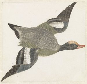 Widgeon flyger till höger av Anonymous