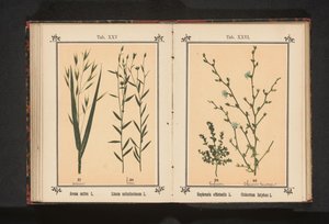 Ögontröst och vild cikoria Euphrasia officinalis L. Cichorium Intybus L. (titel på objekt) av Anonymous
